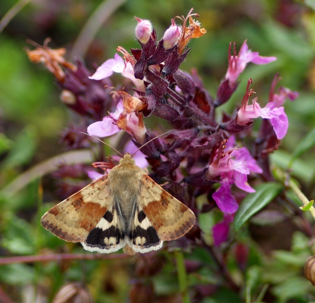 Noctuidae